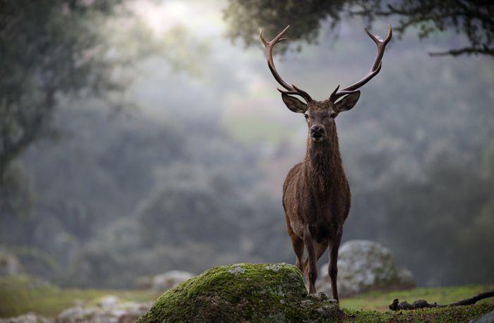 Ciervo común/ Cervus elaphus (Andújar)