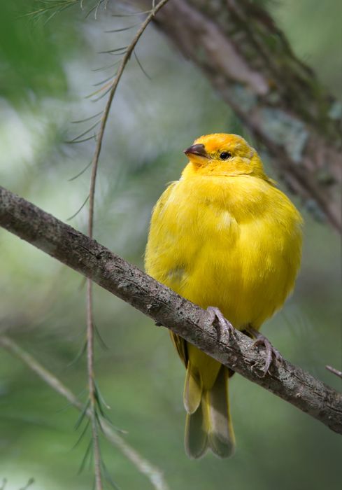 Pinzón azafranado/ Sicalis flaveola (Tababela. Ecuador)