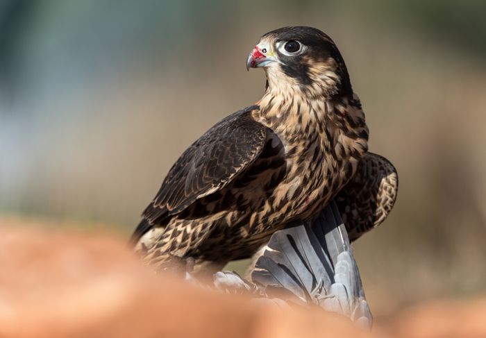 Peregrine falcon with a pigeon