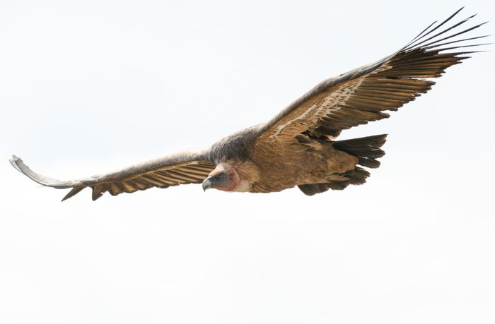 buitre leonado en vuelo en las hoces del duratón