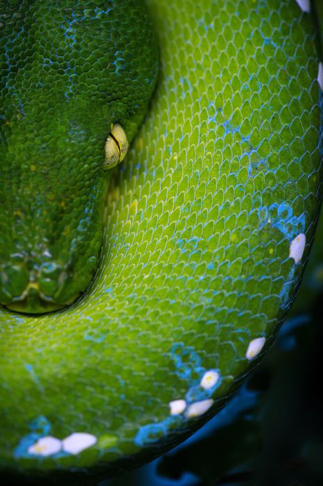 Green tree python portrait