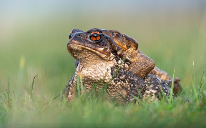 Sapo común/ Bufo spinosus (Madrid)