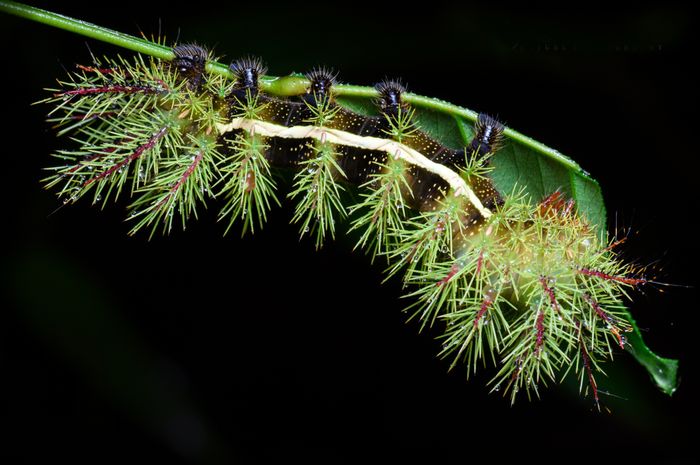 Oruga de lepidóptero/ Lepidoptera (Mindo. Ecuador)