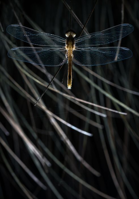 Libélula/ Libellulidae (Mindo. Ecuador)