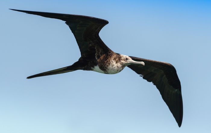 Fragata común/ Fregata magnificens (Isla de la Plata)