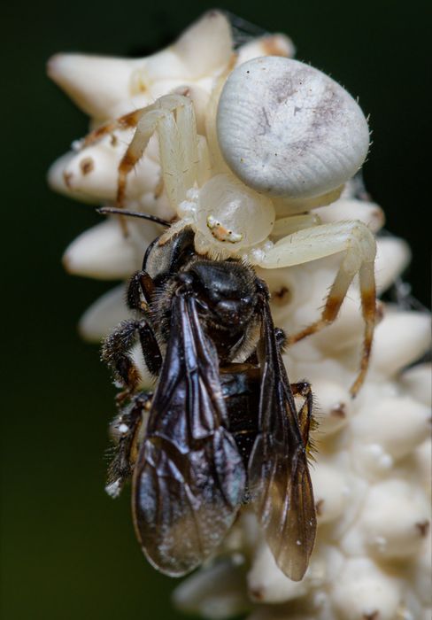 Araña cangrejo/ Thomisidae (Baños. Ecuador)