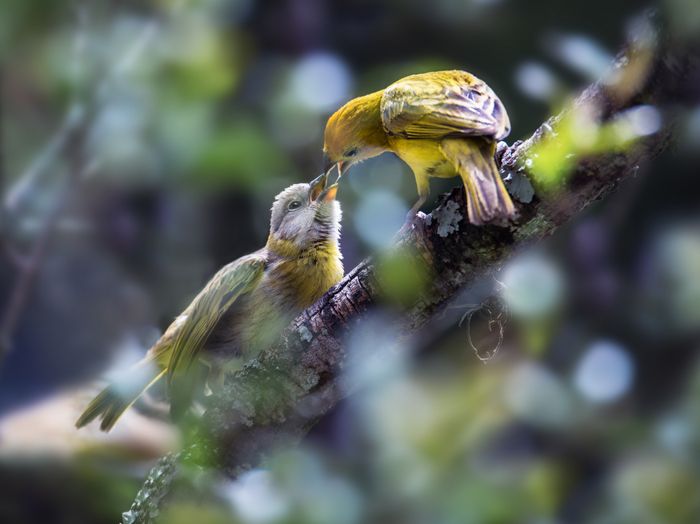 Pinzón azafranado/ Sicalis flaveola (Tababela. Ecuador)