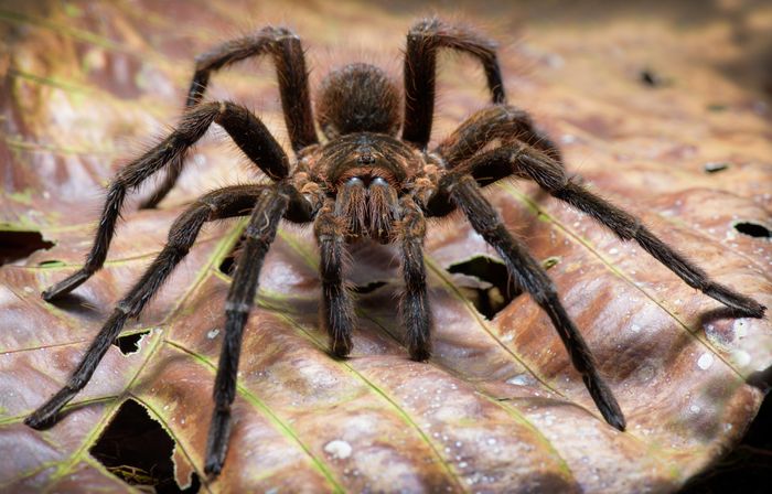 Tarántula/ Pamphobeteus sp. (Pastaza. Ecuador)