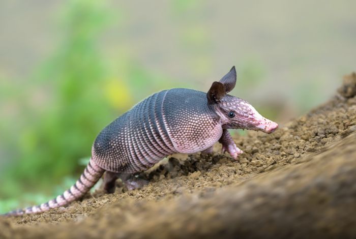 Armadillo de nueve bandas/ Dasypus novemcinctus (Manabí. Ecuador)