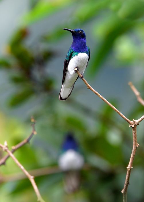 Jacobino cuello blanco/ Florisuga mellivora (Mindo. Ecuador)