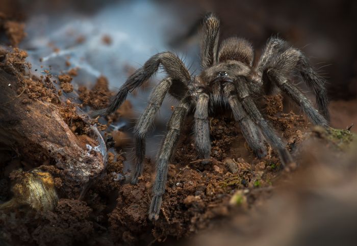 Tarántula española/ Ischnocolus valentinus (Málaga)