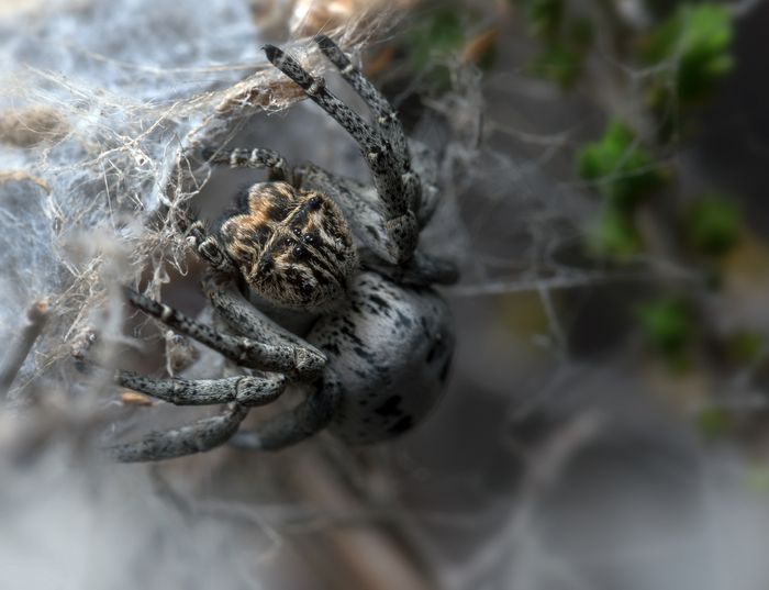 Araña del desierto/ Stegodyphus lineatus (Málaga)