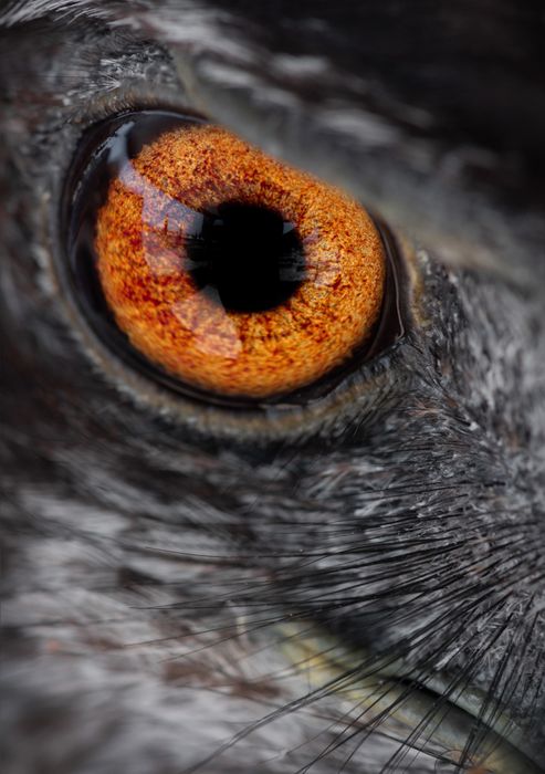 Northern goshawk/ Accipiter gentilis (Falconry. Málaga)