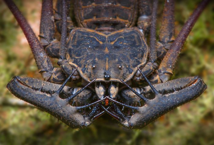 Araña látigo/ Heterophrynus sp. (Mindo. Ecuador)