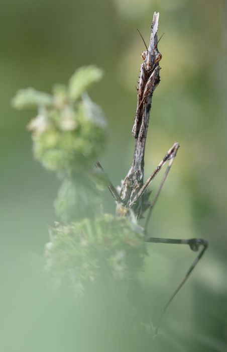 Mantis palo/ Empusa pennata (Málaga)