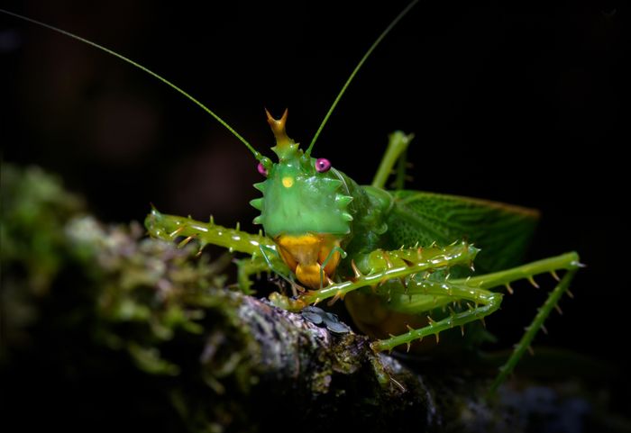 Grillo diablo espinoso/ Panacanthus cuspidatus (Pastaza. Ecuador) 