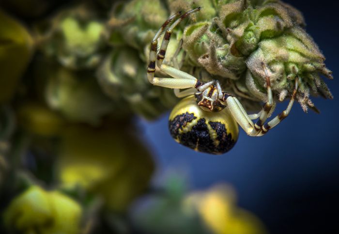 Araña cangrejo/ Thomisidae (Tababela. Ecuador)