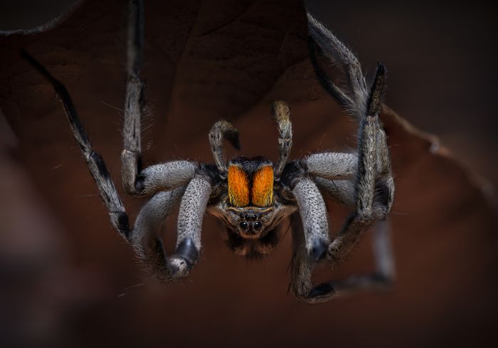 Araña lobo de quelíceros rojos/ Lycosa erythrognatha (Tababela. Ecuador)