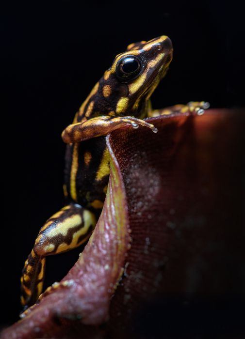 Darwin Wallace poison-frog/ Epipedobates darwinwallacei (Mindo. Ecuador) 