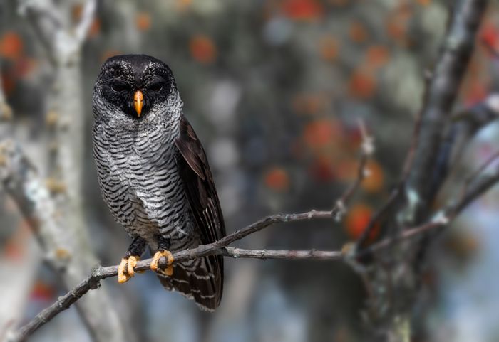 Black and white owl/ Strix nigrolineata  (Wild. Rehabilitation. Ecuador)