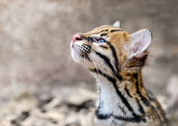 Little spotted cat/ Leopardus tigrinus (Wild. Rehabilitation. Ecuador)