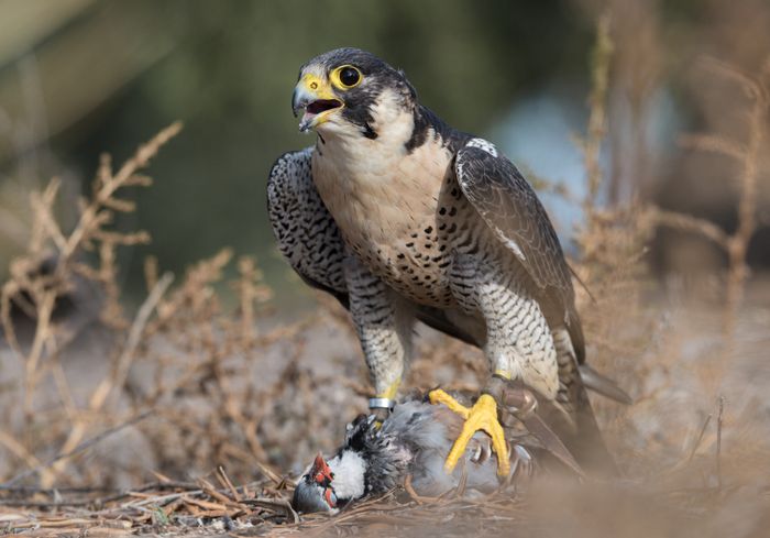 Barbary falcon/ Falco pelegrinoides (Falconry. Sevilla)