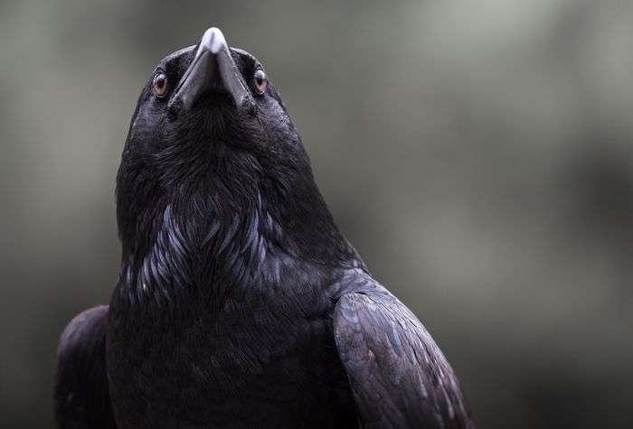 Common Raven/ Corvus corax (Imprint. Málaga)