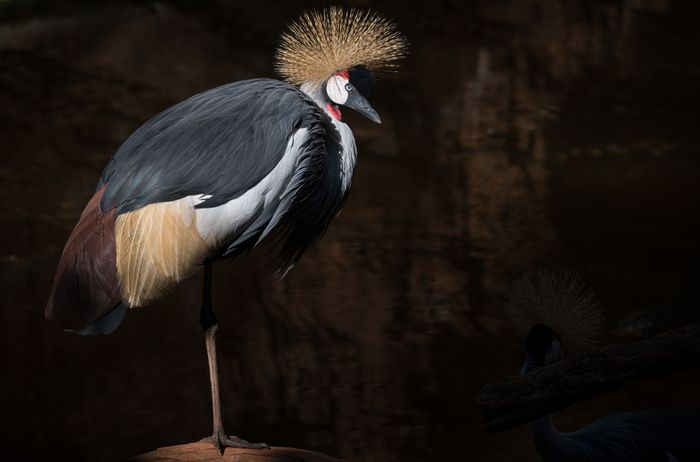 Grey crowned crane/ Balearica regulorum (Zoological center)