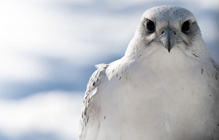 Gyrfalcon/ Falco rusticolus (Falconry)