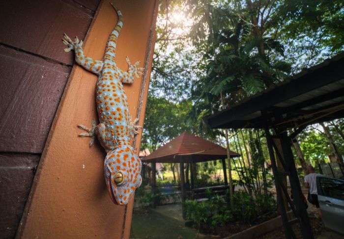 Gecko tokay/ Gekko gecko (Tailandia)