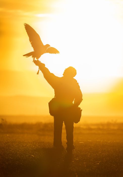 Falconer with gyrfalcon/ Falco rusticolus (Sky Trials)