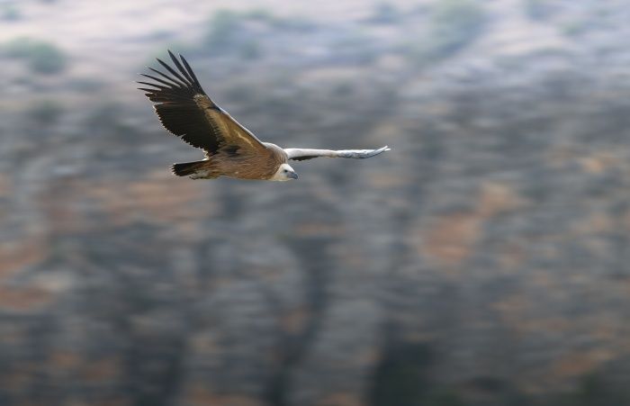 Buitre leonado en vuelo en las hoces del duratón