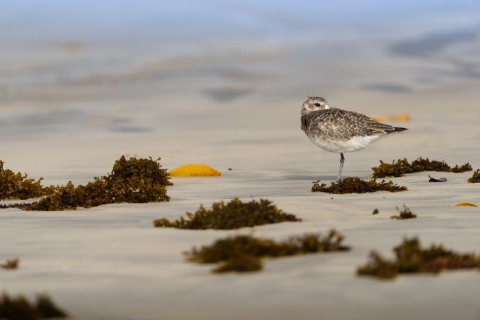 Chorlito gris/ Pluvialis squatarola (Islas Galápagos)