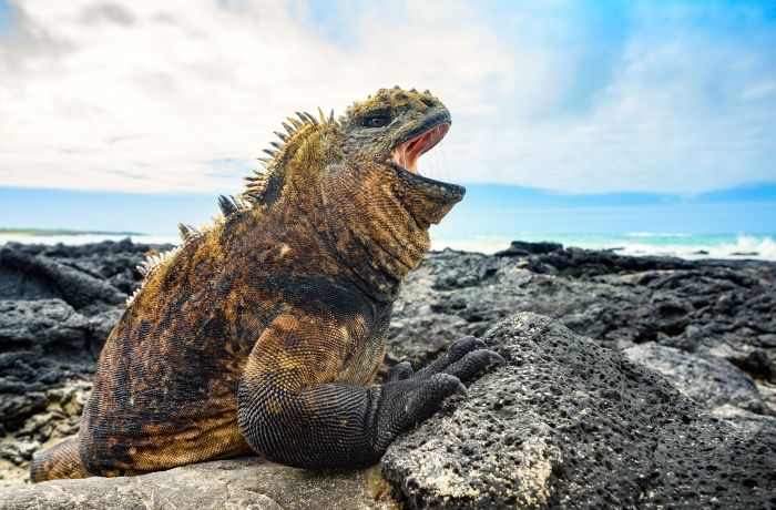 Iguana de las islas Galápagos