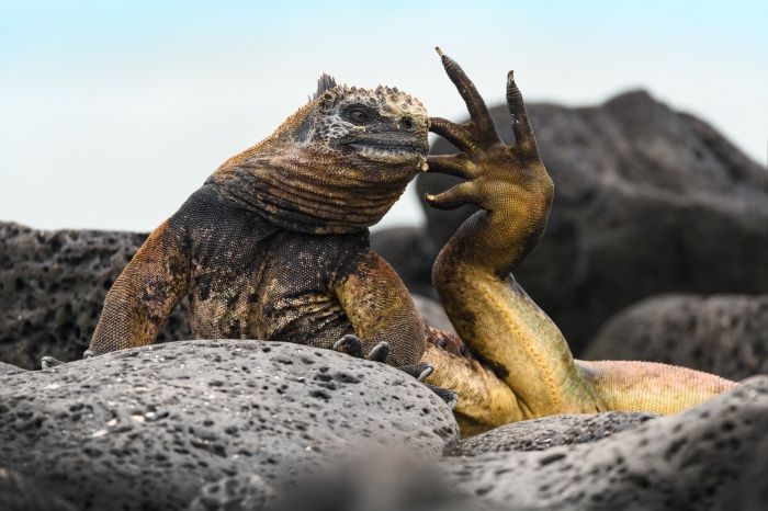 Marine iguana in Galápagos islands