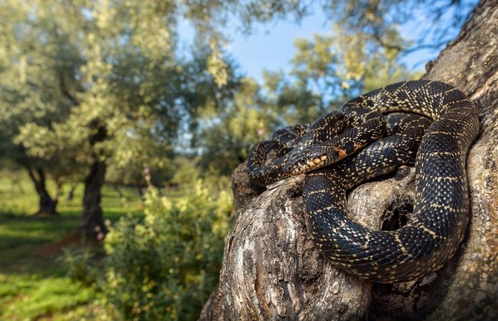 Horseshoe whip snake/ Hemorrhois hippocrepis (Málaga)