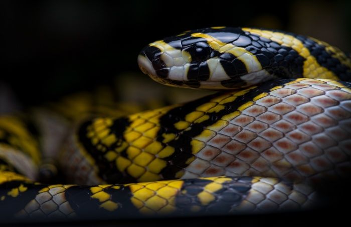 Mandarin Rat Snake/ Euprepiophis mandarinus (Snakeroom)