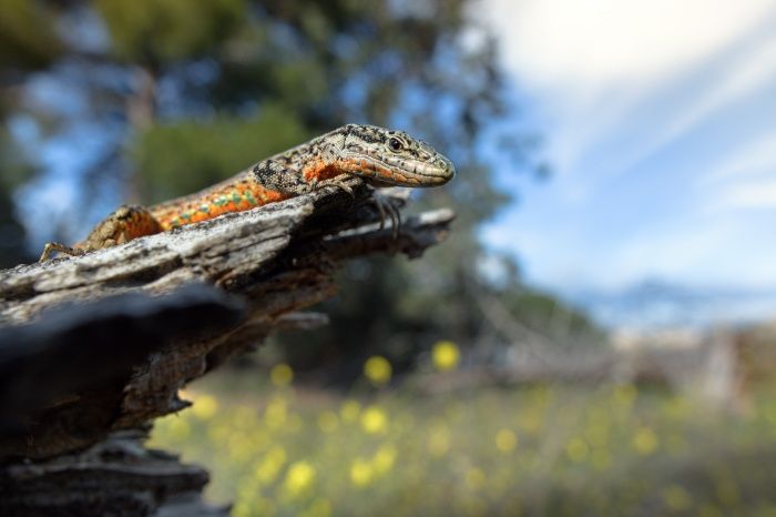 Geniez's Wall Lizard/ Podarcis virescens (Madrid)