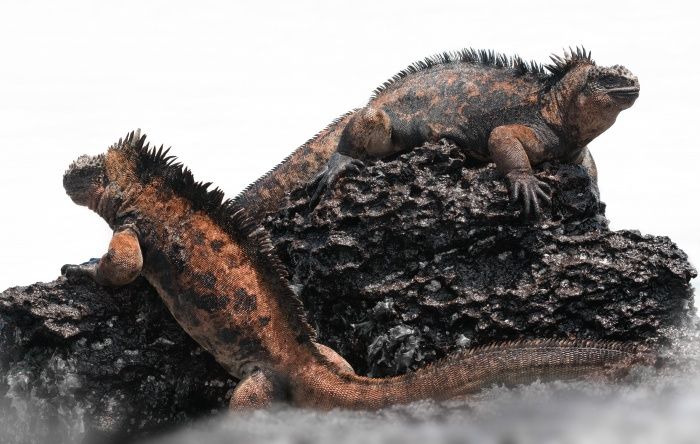 Marine iguana/ Amblyrhynchus cristatus (Galápagos islands)