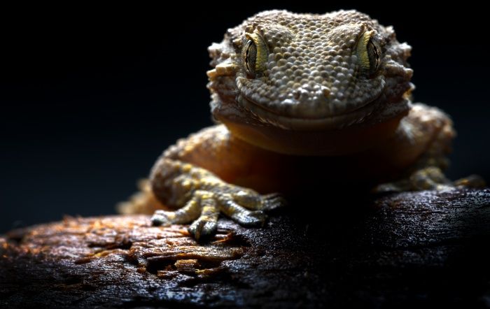 Moorish gecko/ Tarentola mauritanica (Madrid)