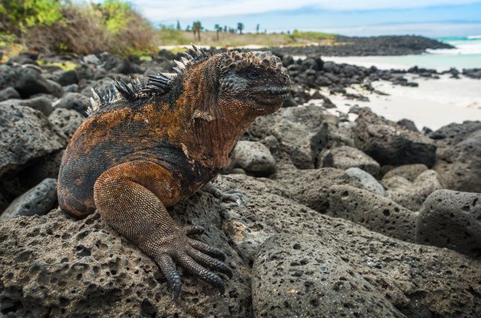 Iguana marina/ Amblyrhynchus cristatus (Islas Galápagos)