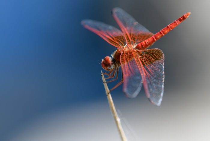 Libélula azafrán/ Trithemis kirbyi (Andújar)