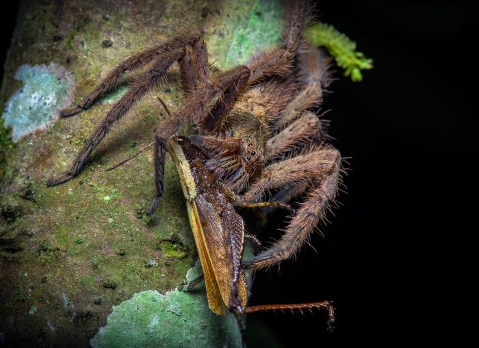 Araña errante/ Cupiennius bimaculatus (Mindo. Ecuador)