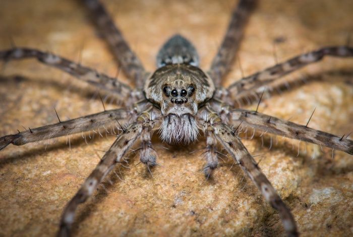 Arañas de tela de guardería/ Pisauridae (Pastaza. Ecuador)