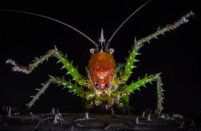 Grillo diablo espinoso/ Panacanthus varius (Mindo. Ecuador)