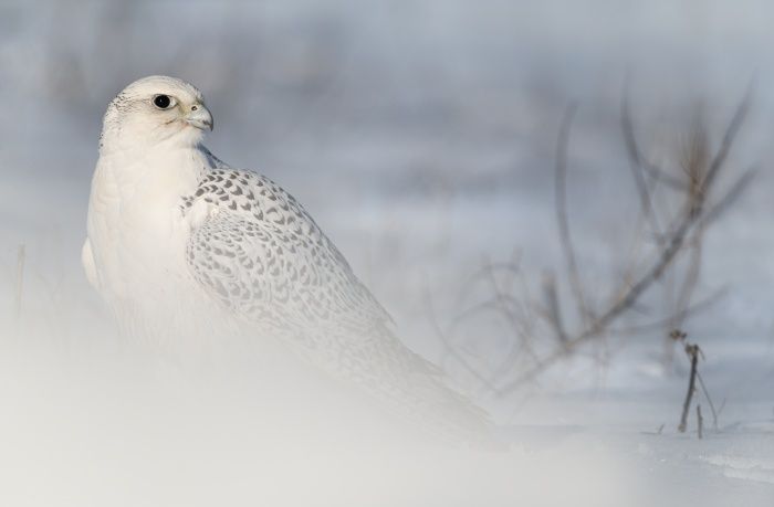 Gyrfalcon in the snow. Falco rusticolus