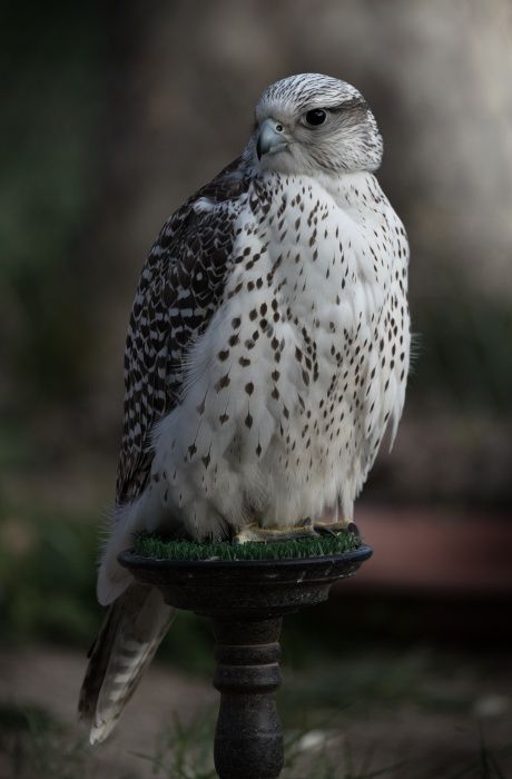 Hybrid falcon/ Falco rusticolus x cherrug  (Falconry. Madrid)