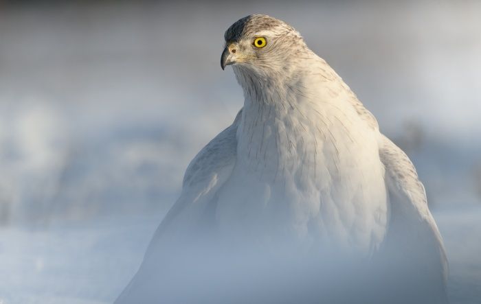 Siberian goshawk in the snow