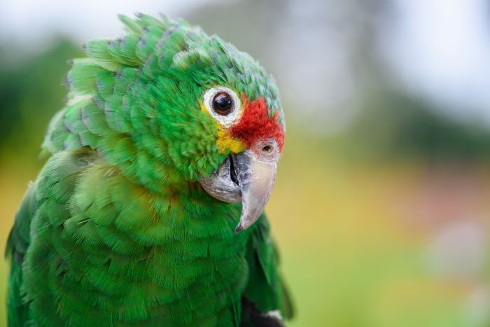 Red-lored Parrot/ Amazona lilacina (Wild. Rehabilitation. Ecuador)