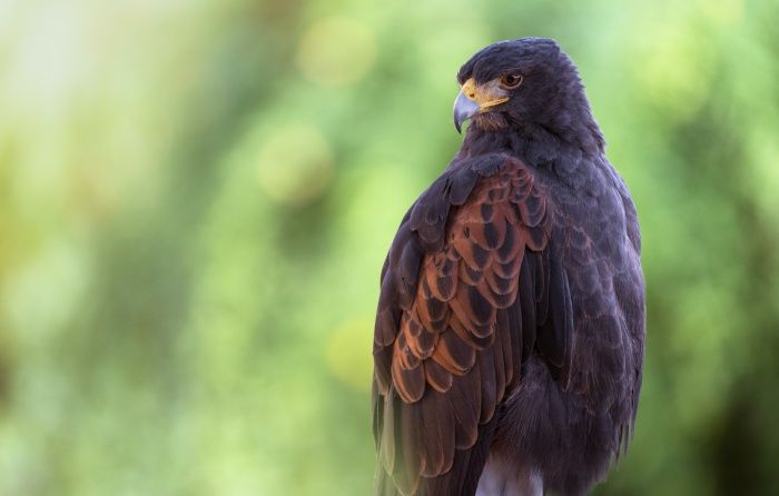 Harris Hawk/ Parabuteo unicinctus (Falconry. Sevilla)